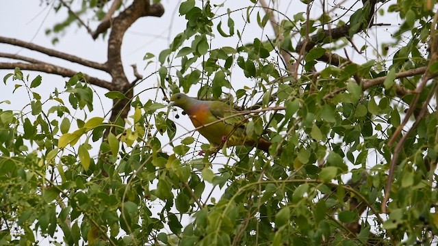 Orange-breasted Green-Pigeon - ML643740905