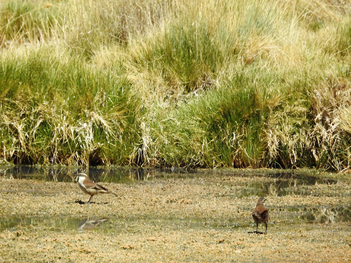 White-winged Cinclodes - ML643740911
