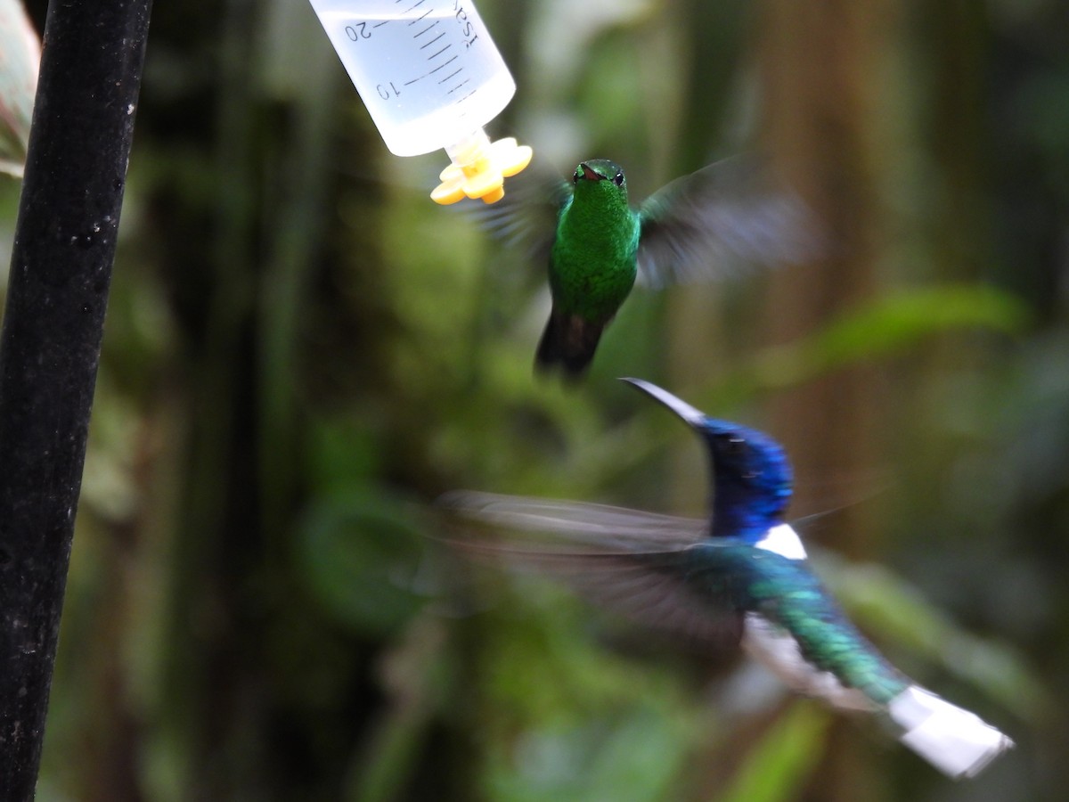 Steely-vented Hummingbird - ML643740915