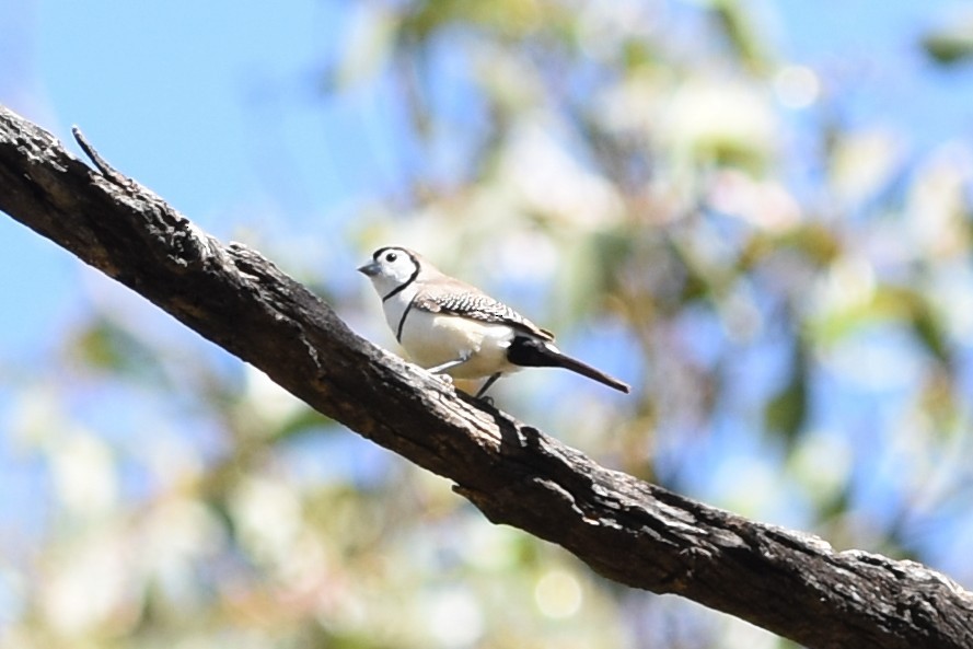Double-barred Finch - ML643740949