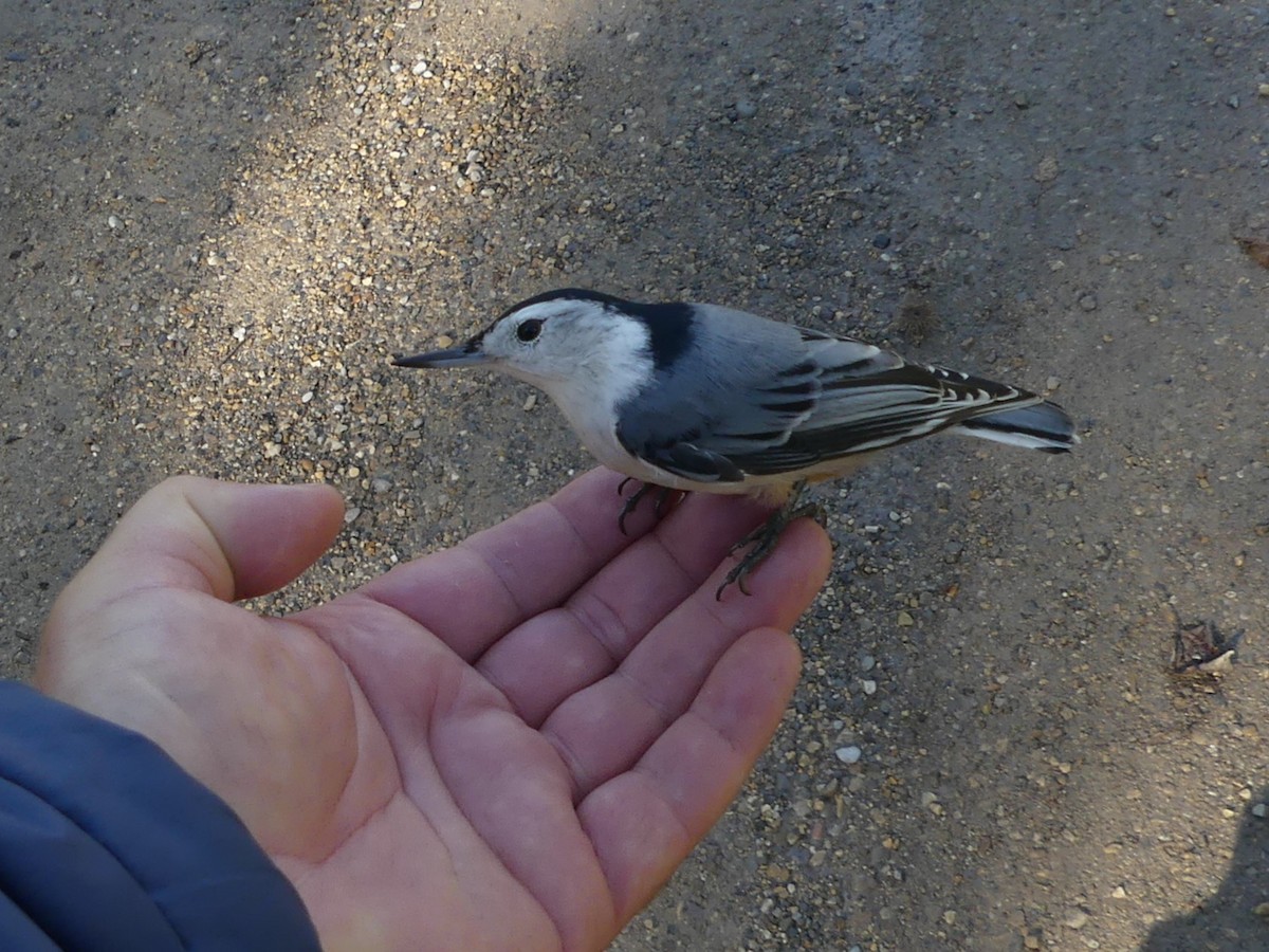 White-breasted Nuthatch - ML643740984