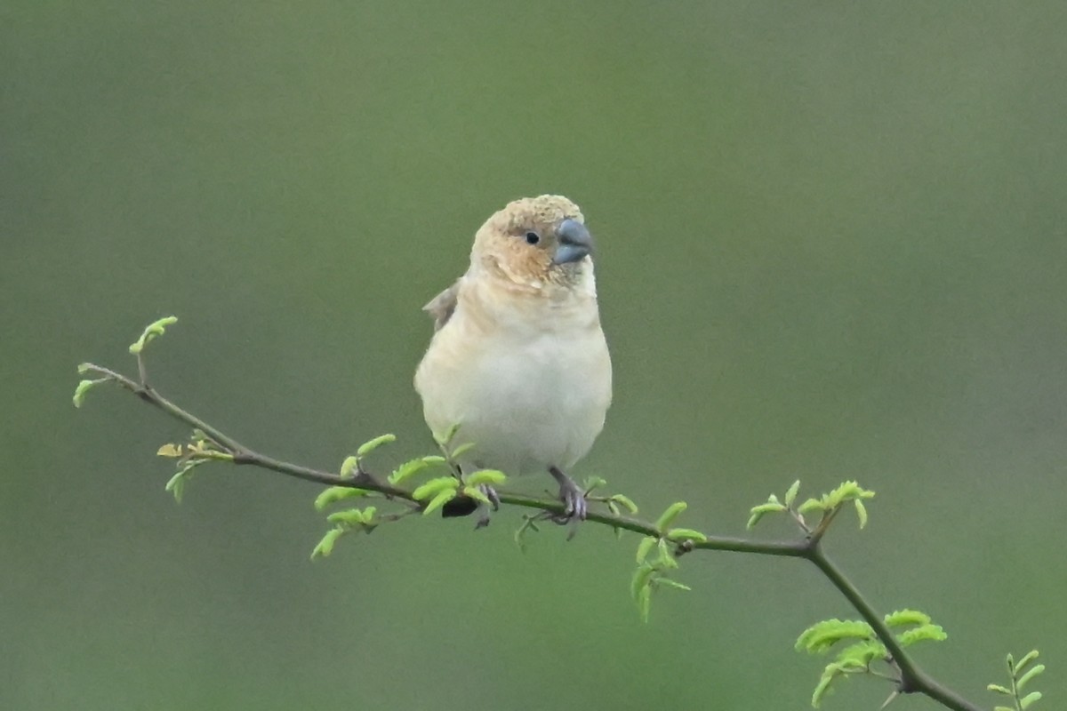 African Silverbill - ML643740999