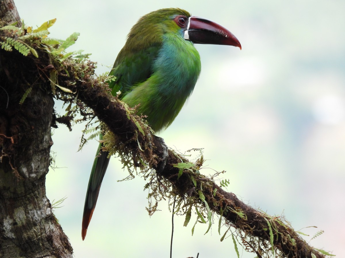 Crimson-rumped Toucanet - ML643741002