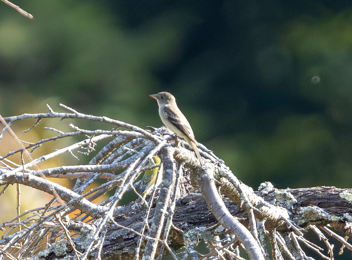 Eastern Wood-Pewee - ML643741005
