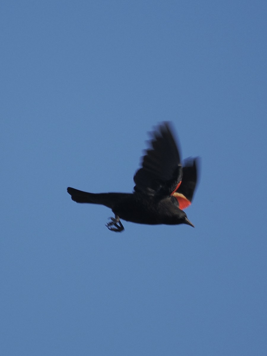 Tricolored Blackbird - ML643741009