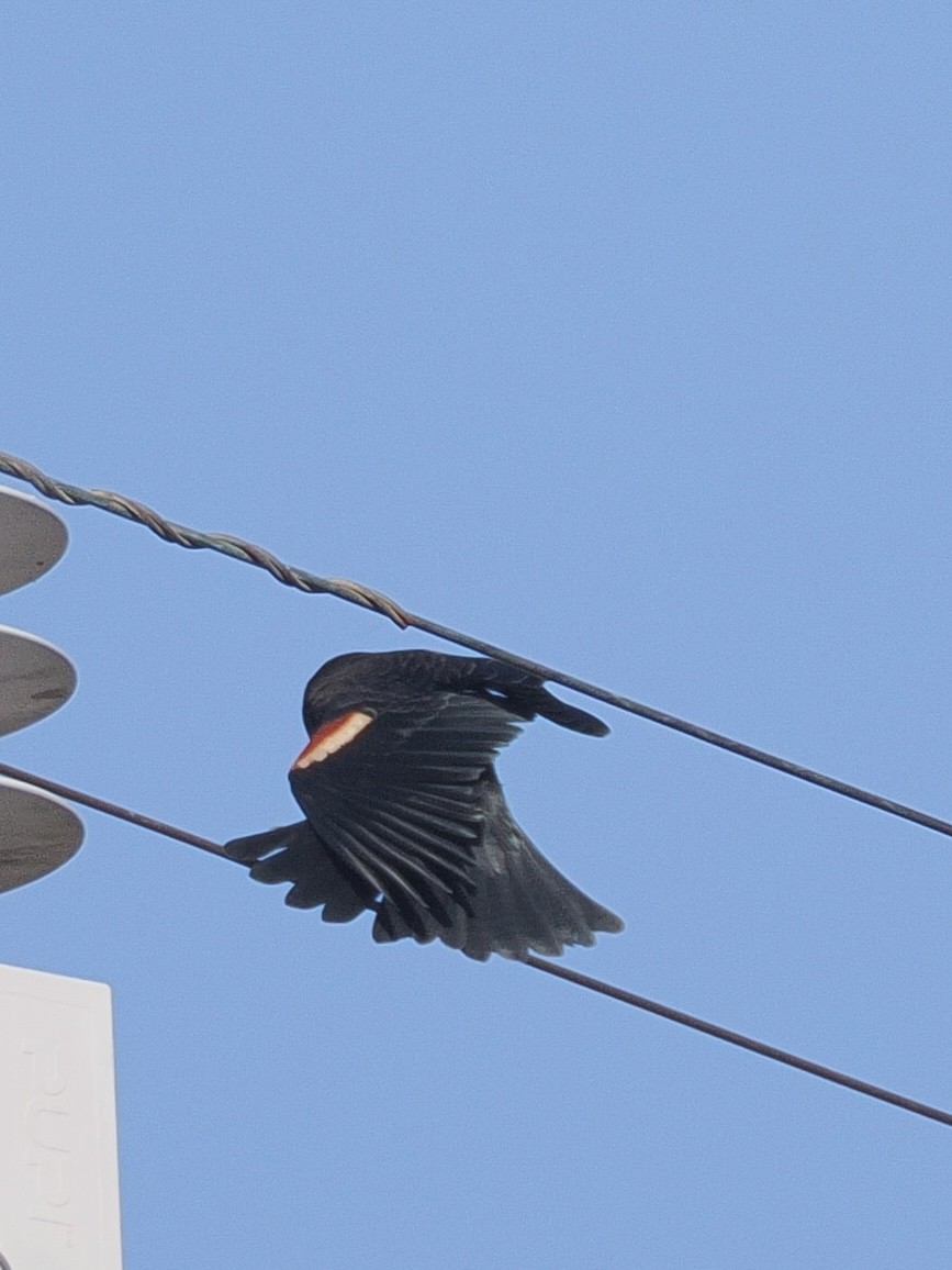 Tricolored Blackbird - ML643741010