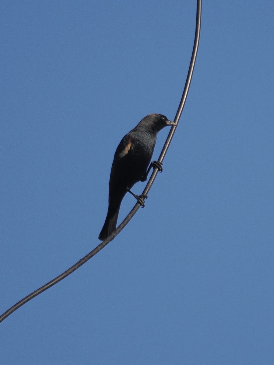 Tricolored Blackbird - ML643741012