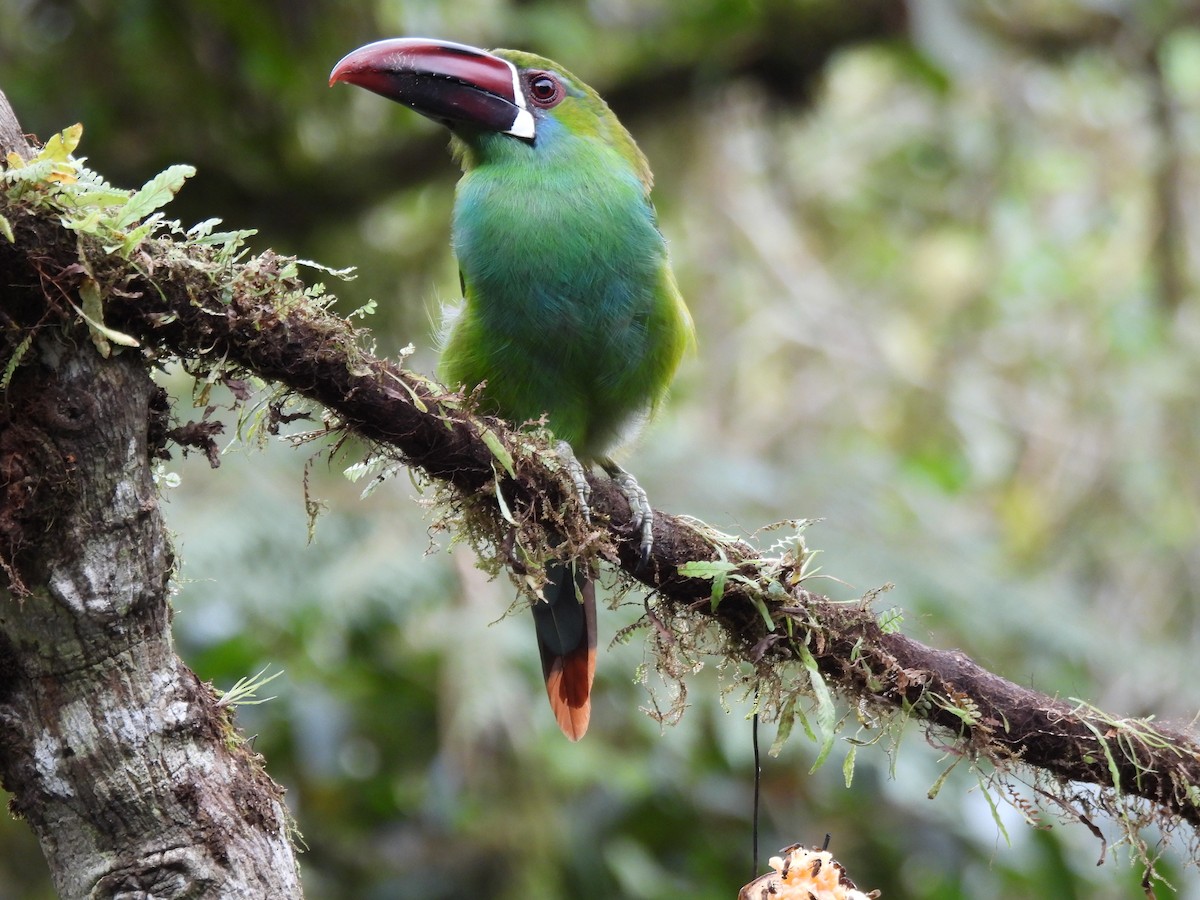 Crimson-rumped Toucanet - ML643741013
