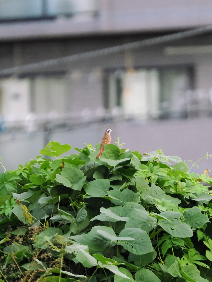 Meadow Bunting - ML643741014