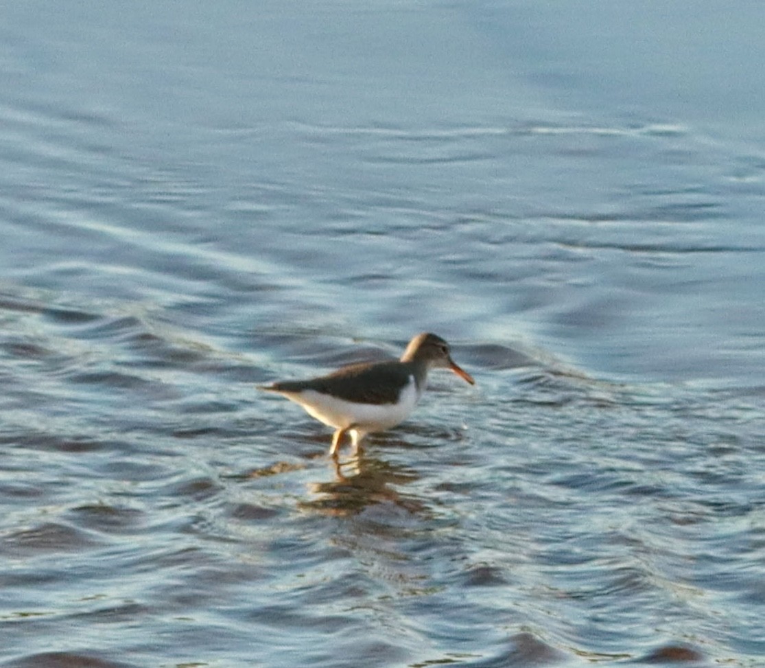 Drosseluferläufer - ML643741016