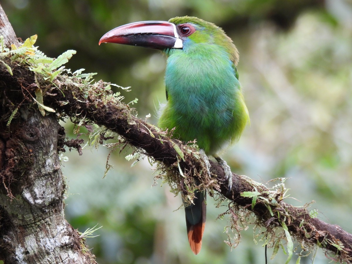 Crimson-rumped Toucanet - ML643741017
