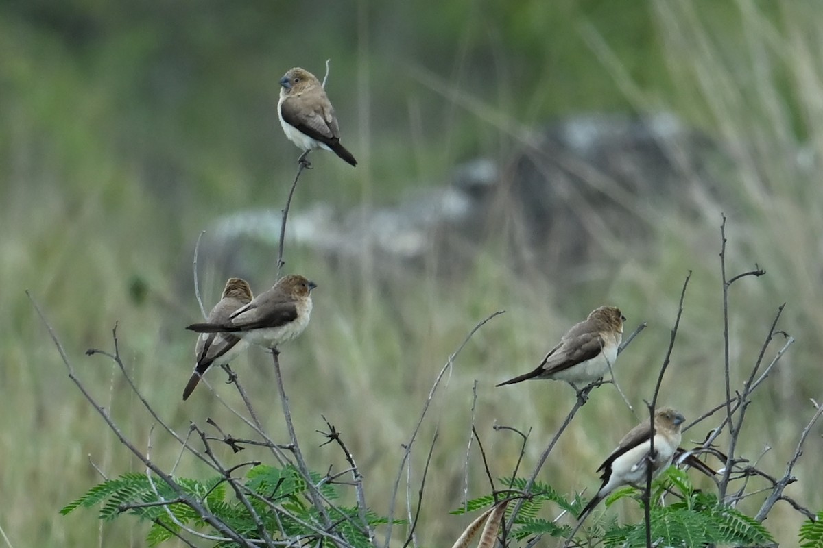 African Silverbill - ML643741023