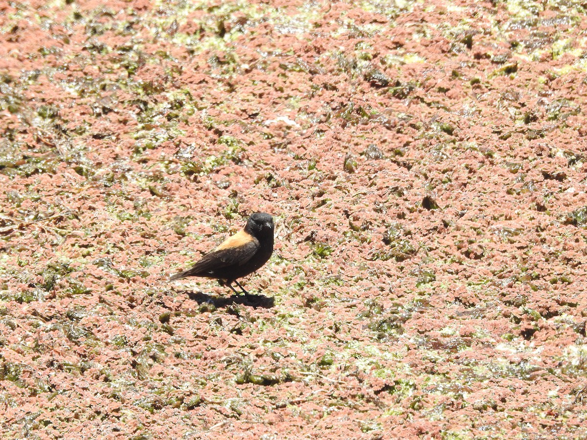 Andean Negrito - ML643741029