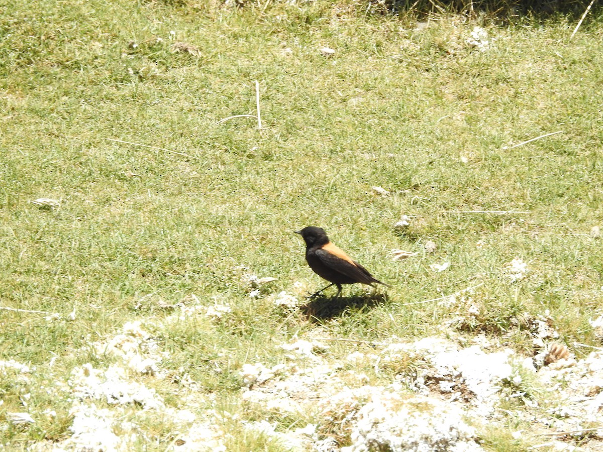Andean Negrito - ML643741031