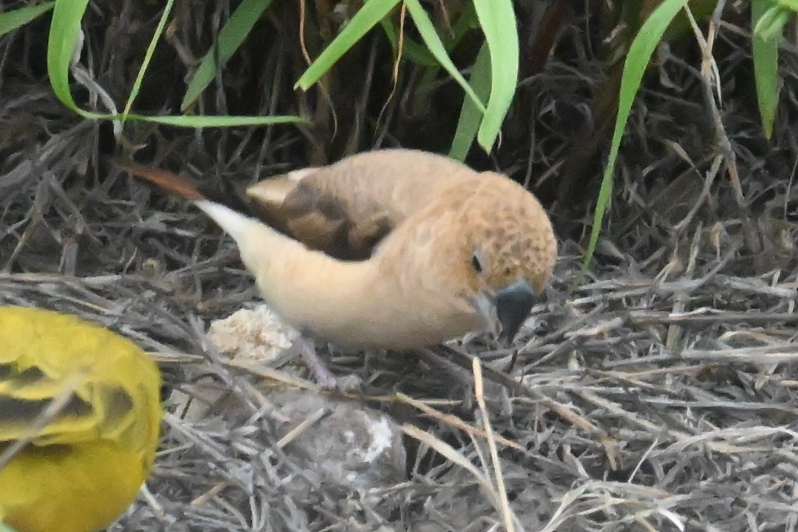 African Silverbill - ML643741040