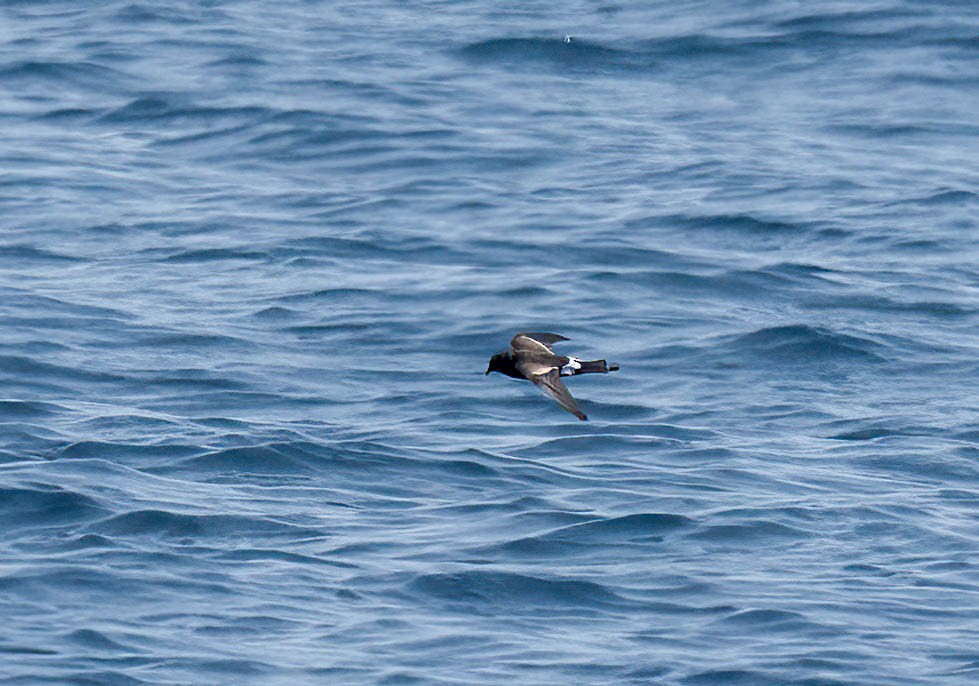 Wilson's Storm-Petrel - ML643741043