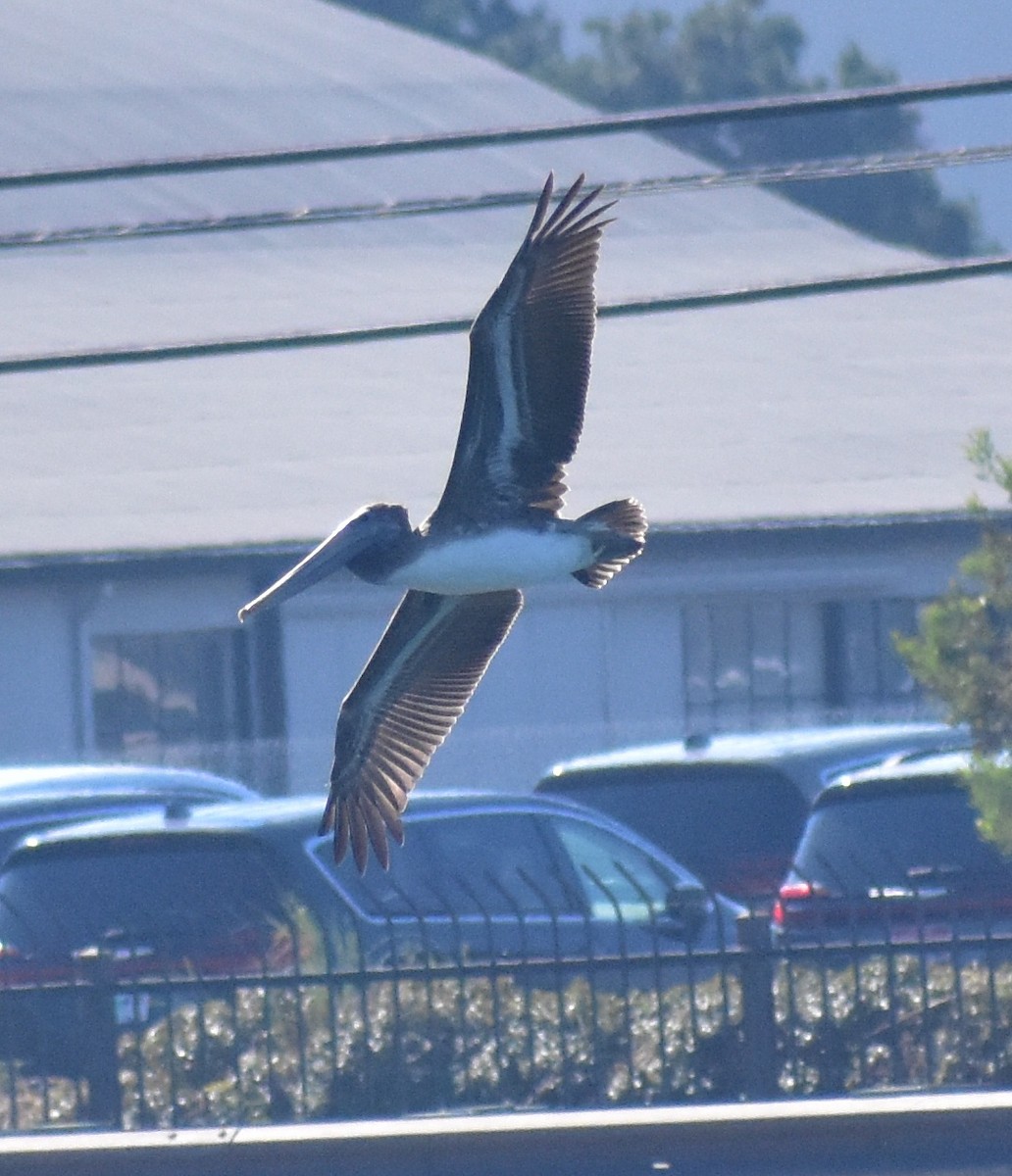 Brown Pelican - ML643741047