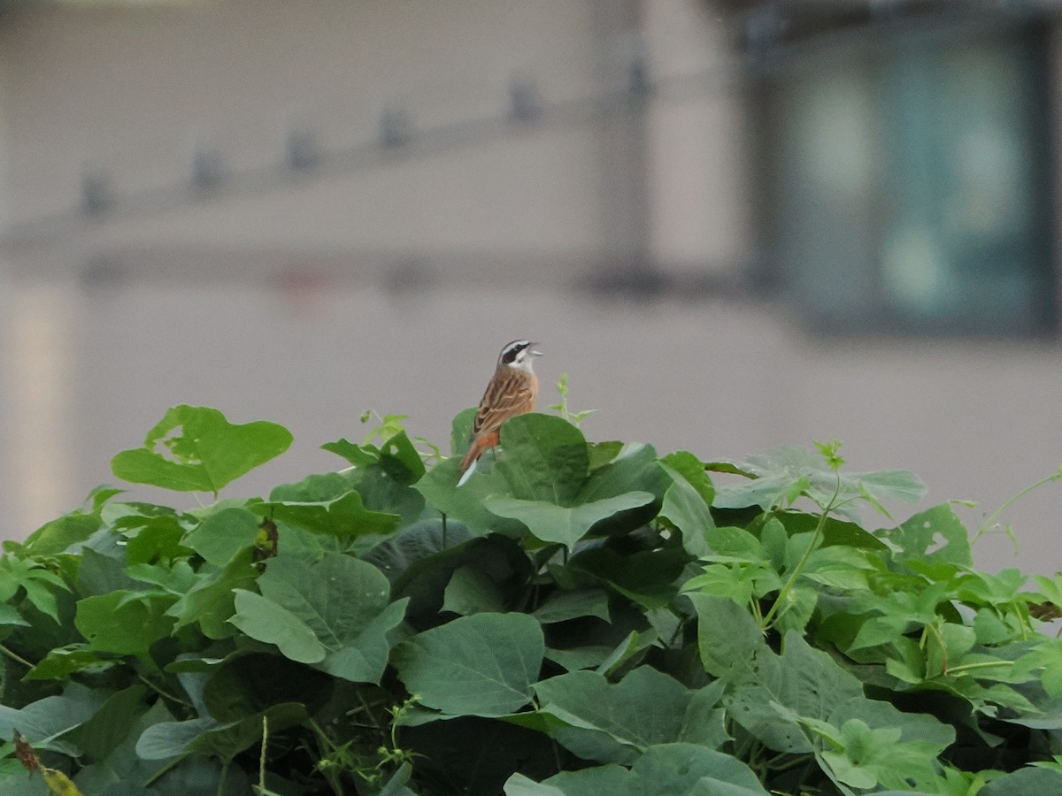 Meadow Bunting - ML643741049