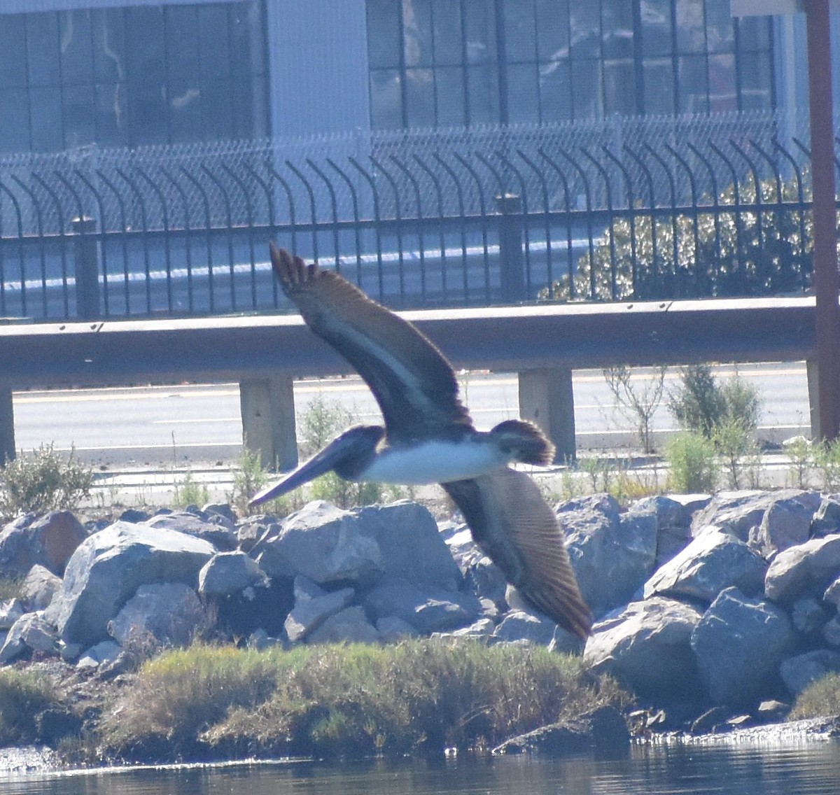 Brown Pelican - ML643741050