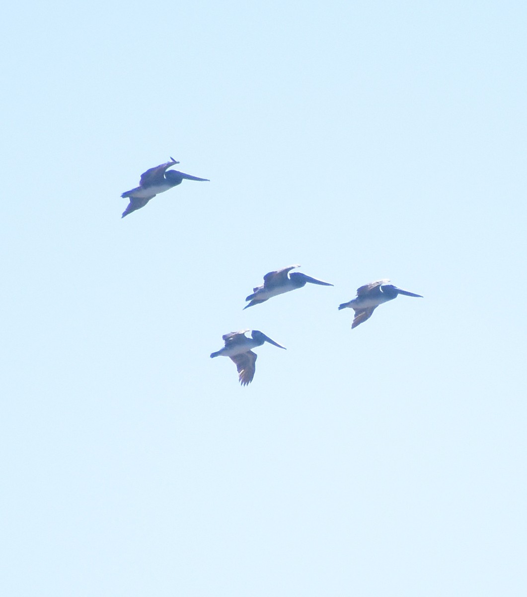 Brown Pelican - ML643741051