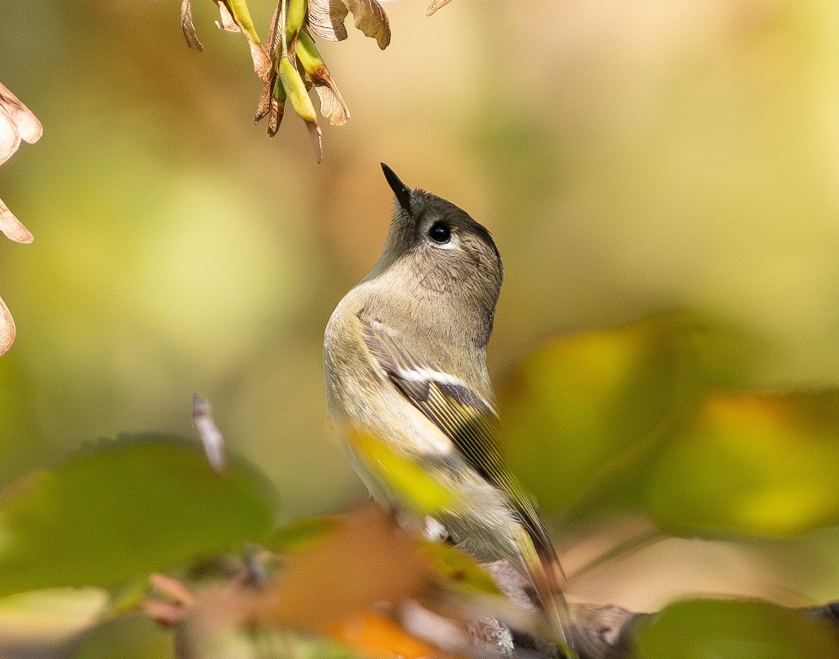 Erregetxo mottogorria - ML643741066