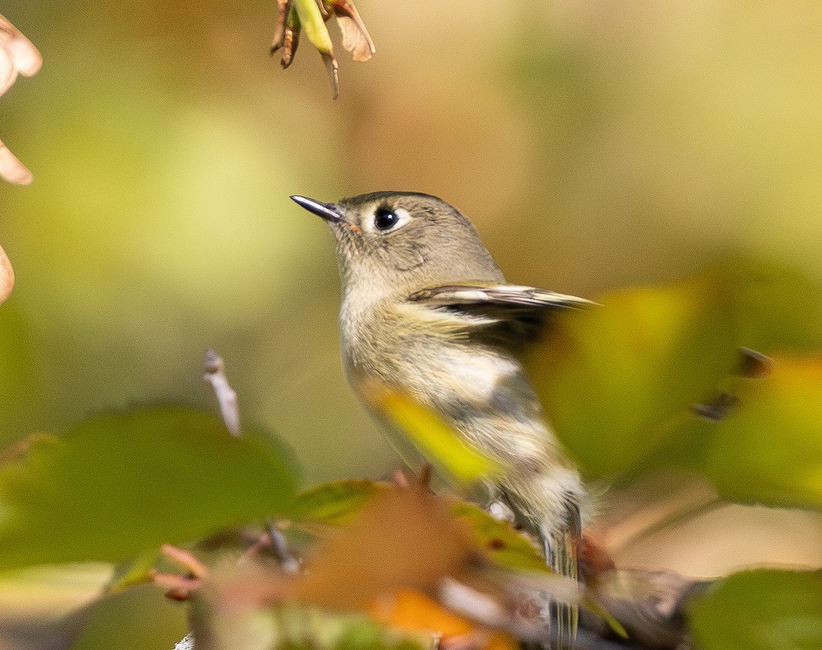 Erregetxo mottogorria - ML643741067