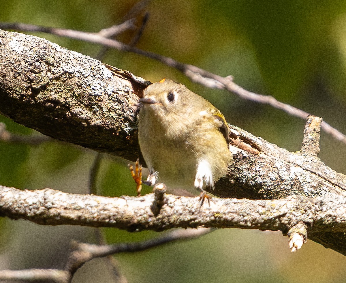 Erregetxo mottogorria - ML643741068
