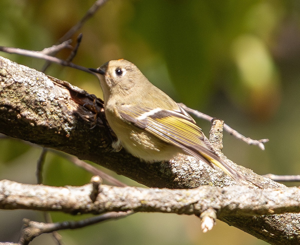 Erregetxo mottogorria - ML643741069