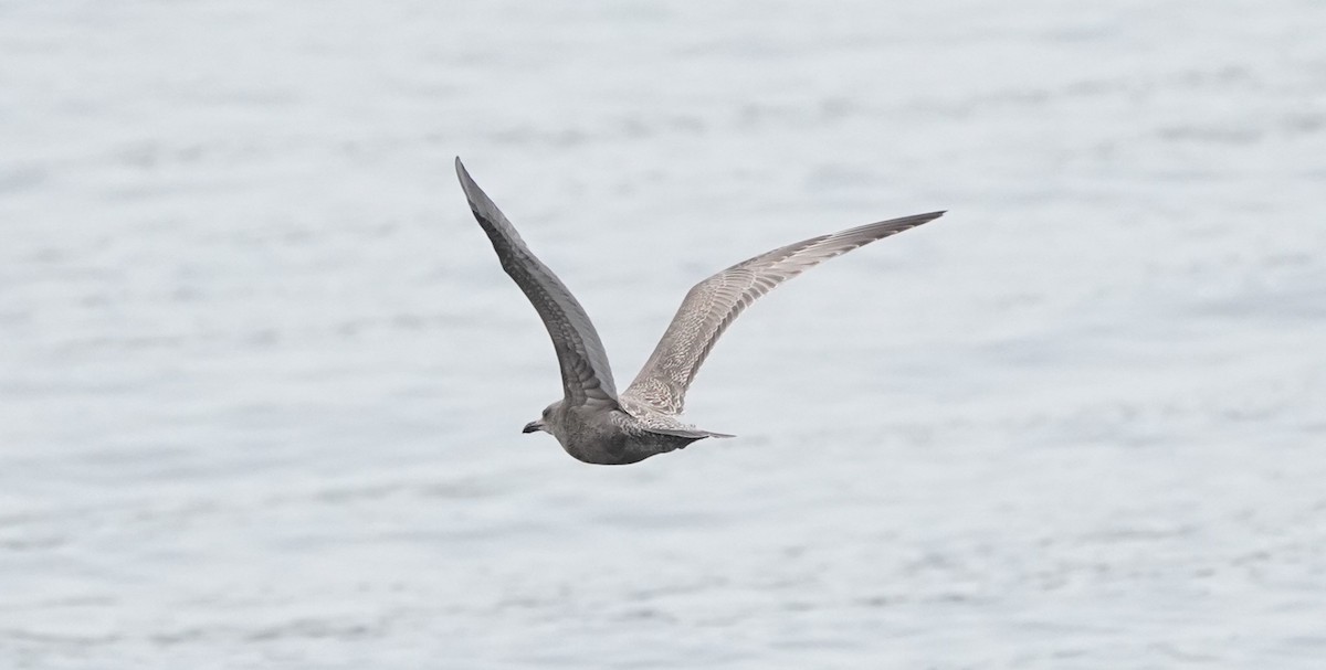 Möwe, unbestimmt - ML643741114