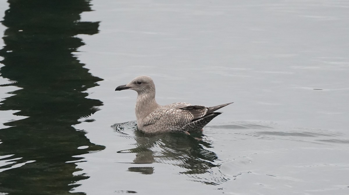 Möwe, unbestimmt - ML643741116