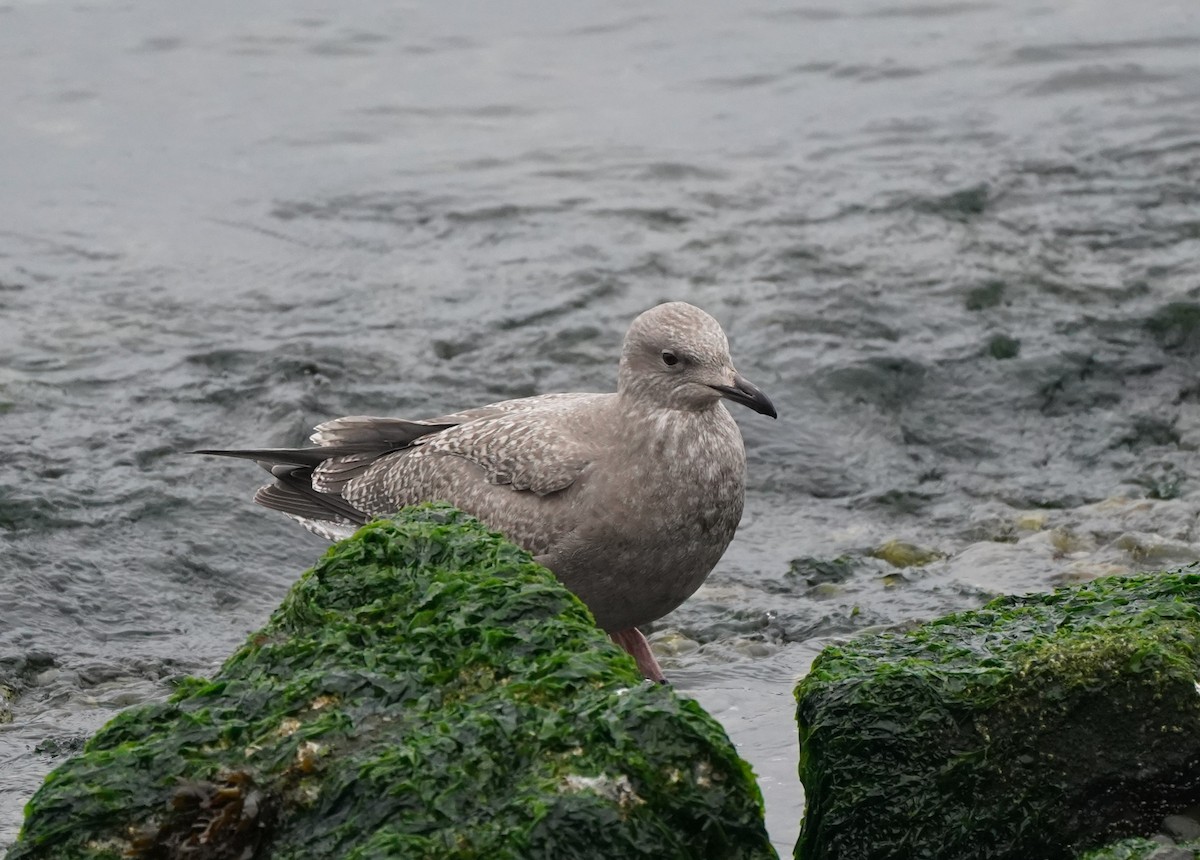 Möwe, unbestimmt - ML643741117