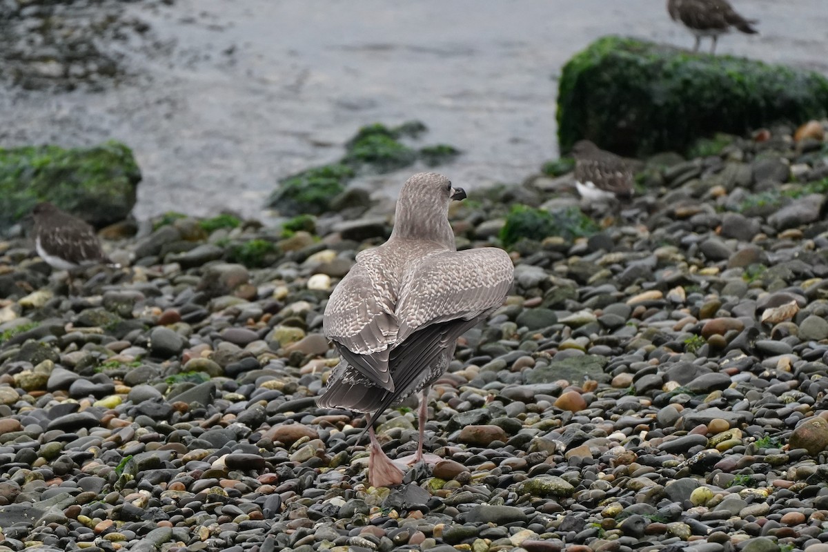Möwe, unbestimmt - ML643741118