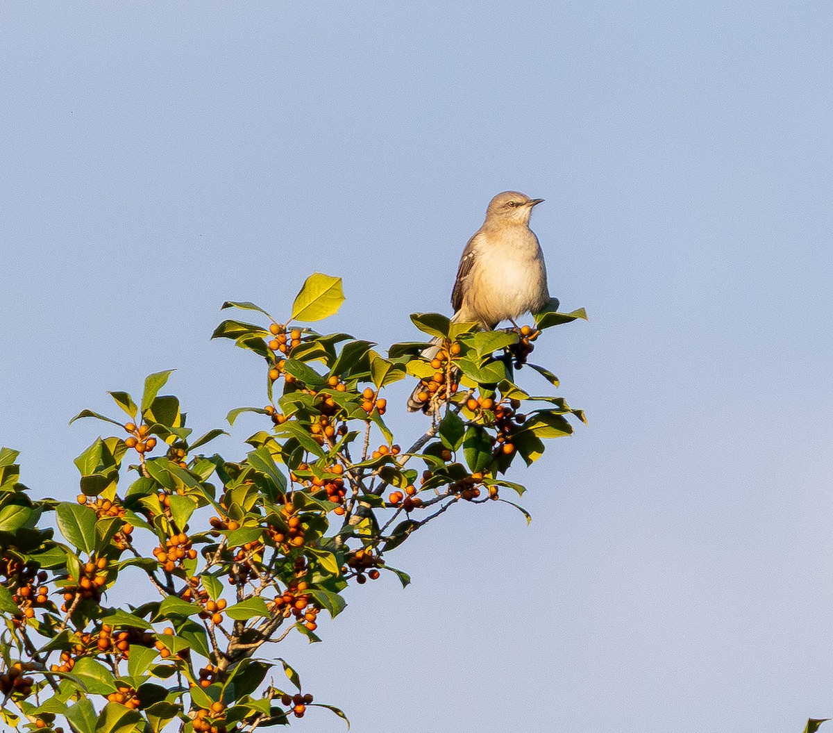 Northern Mockingbird - ML643741119