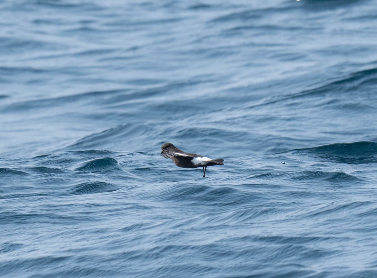 Wilson's Storm-Petrel - ML643741128
