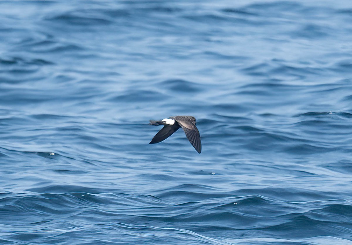 Wilson's Storm-Petrel - ML643741129