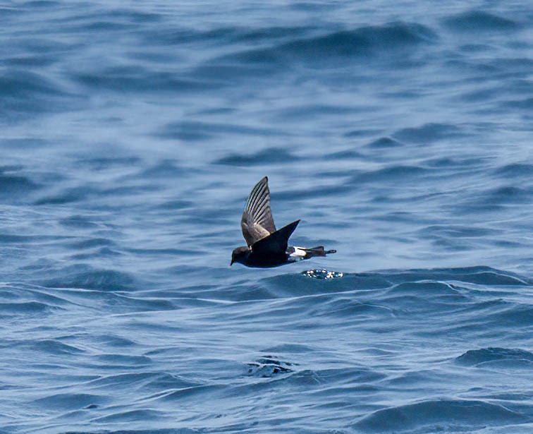 Wilson's Storm-Petrel - ML643741130