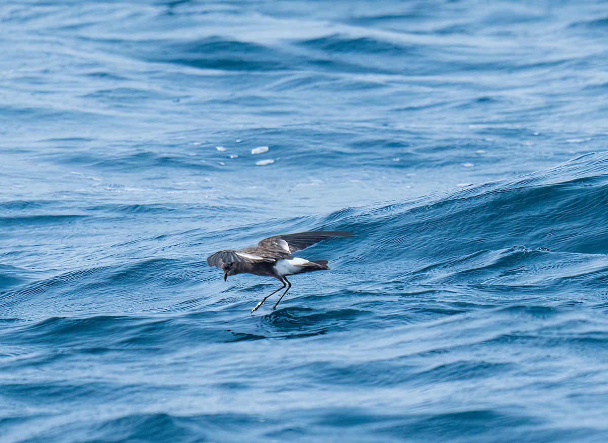 Wilson's Storm-Petrel - ML643741131