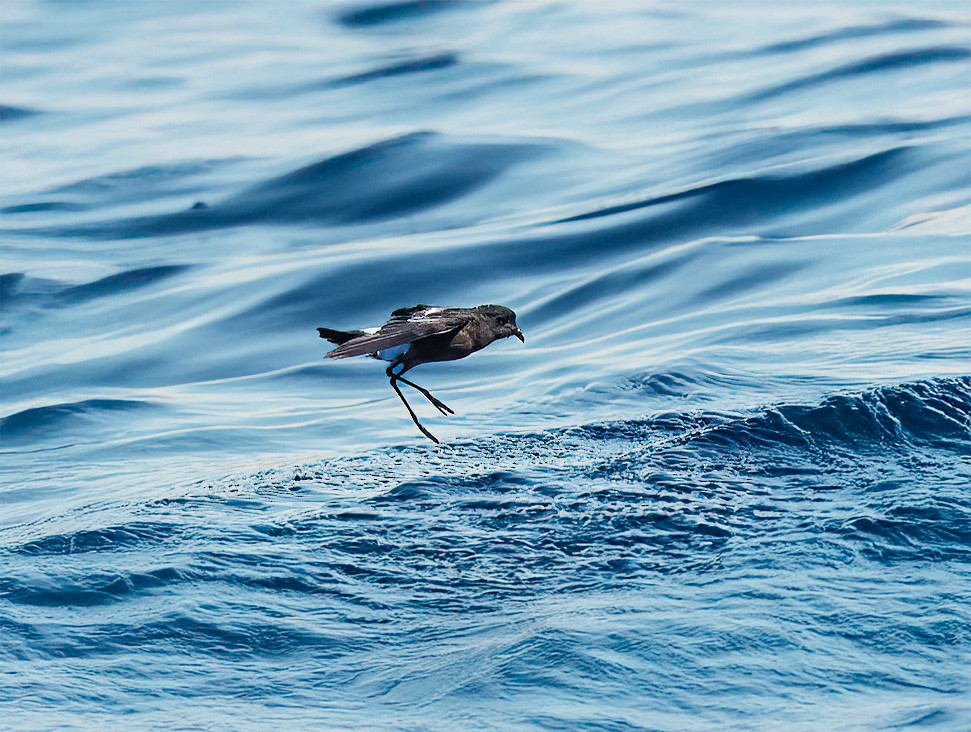 Wilson's Storm-Petrel - ML643741132