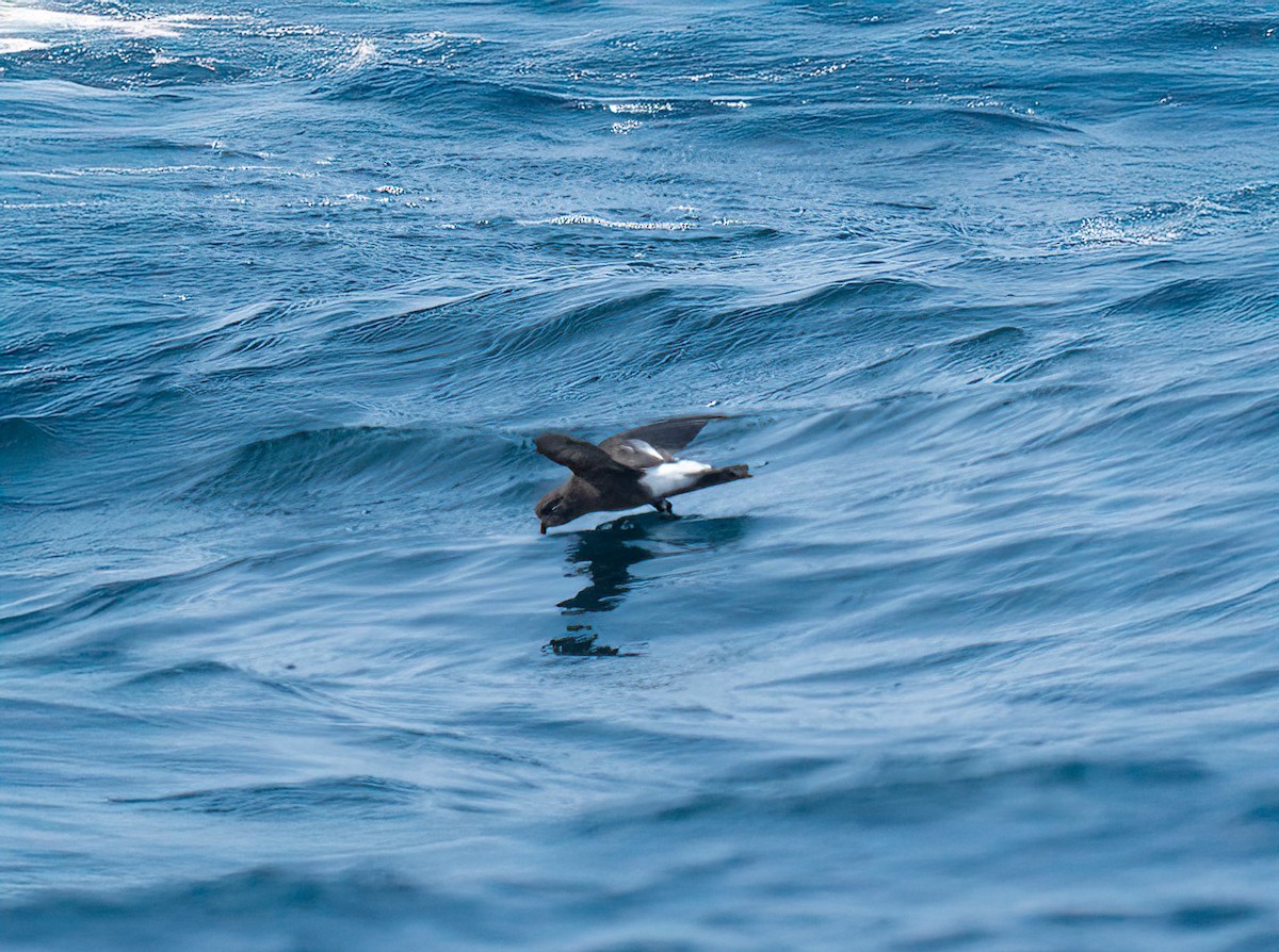 Wilson's Storm-Petrel - ML643741133