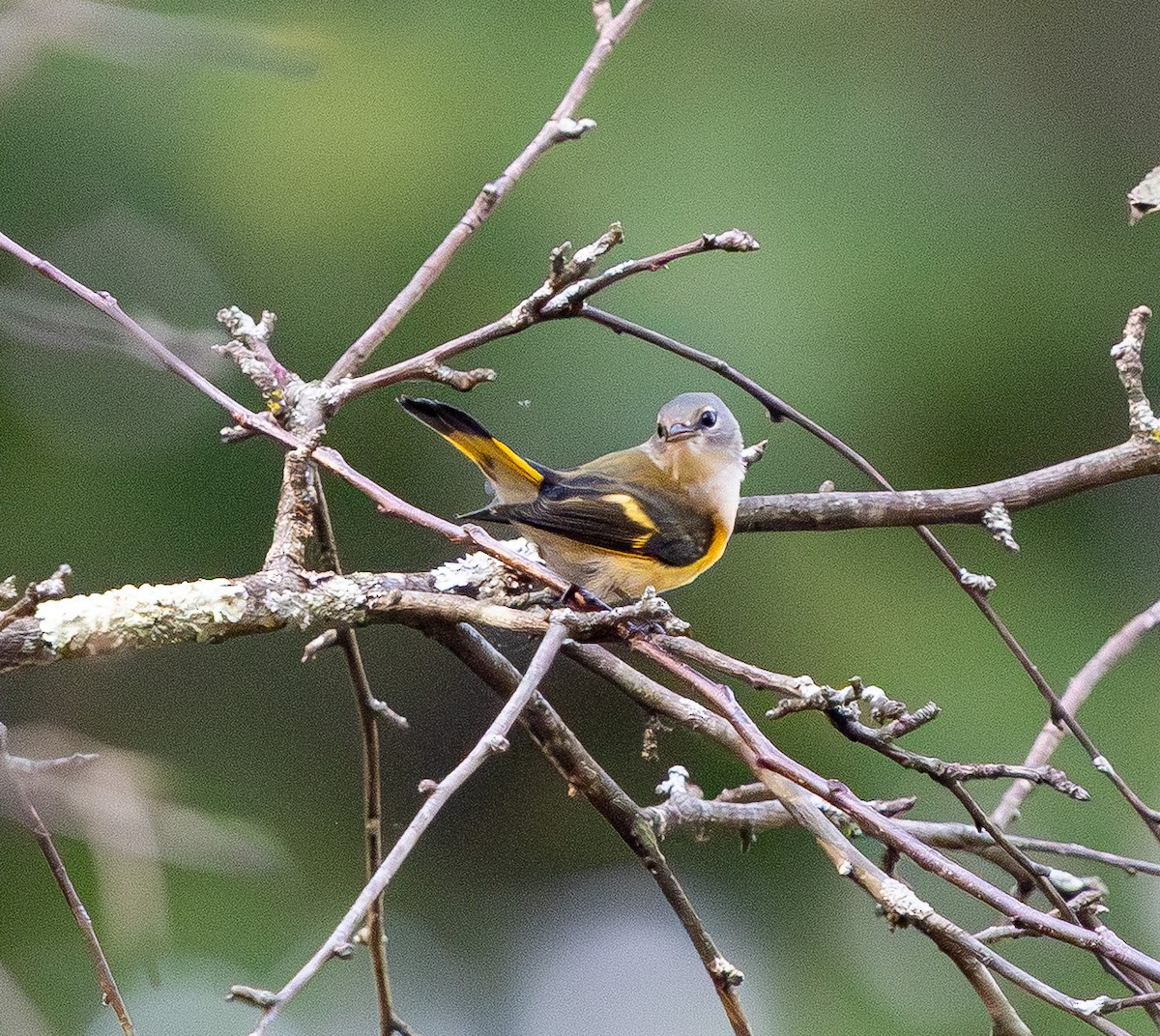 American Redstart - ML643741136