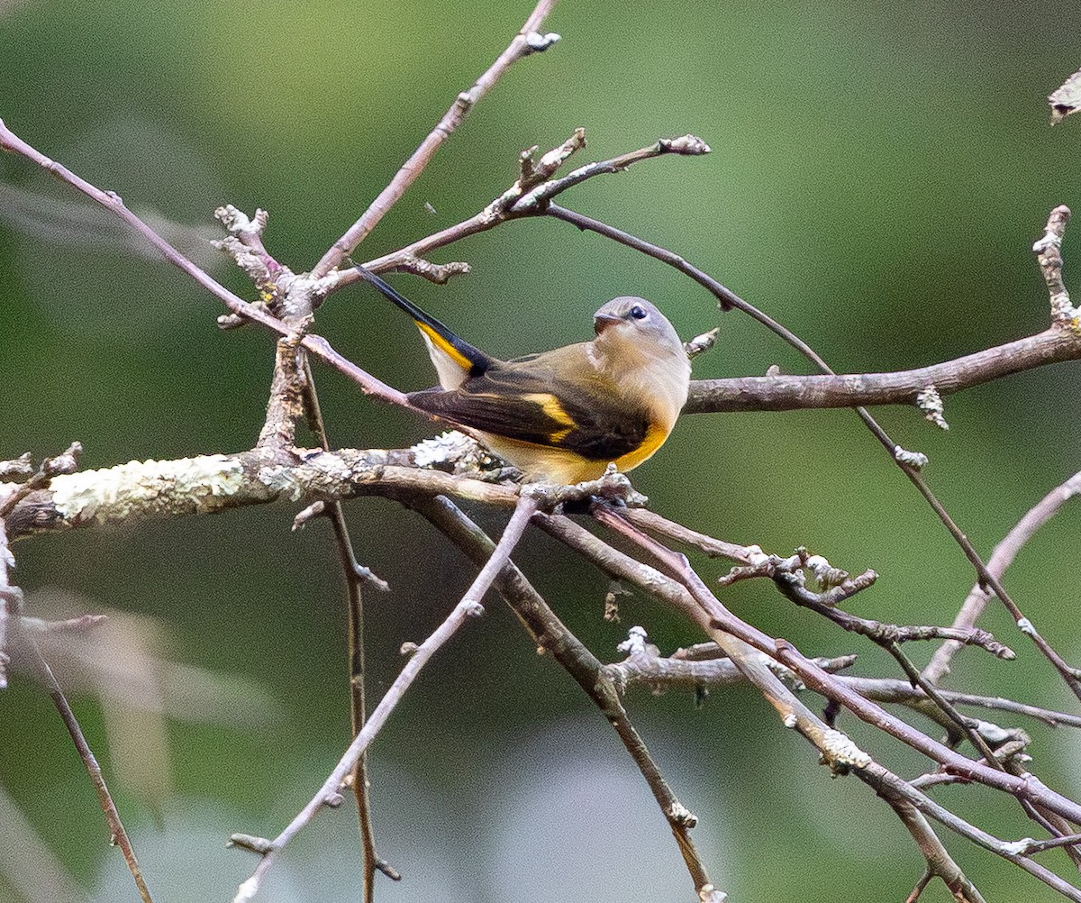 American Redstart - ML643741137