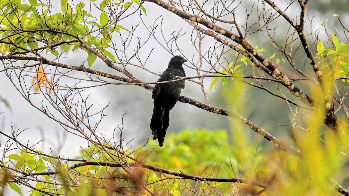 Lesser Black Coucal - ML643741144