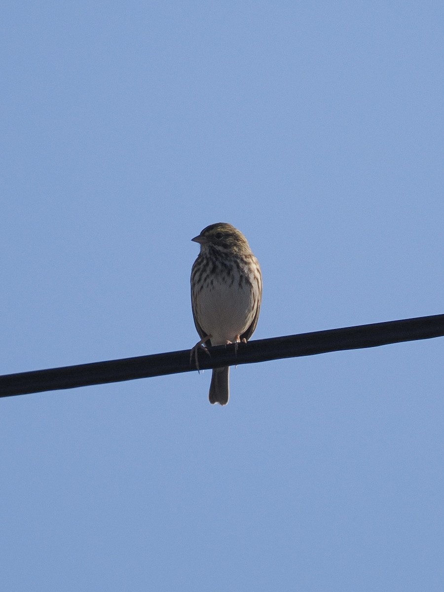 Savannah Sparrow - ML643741171