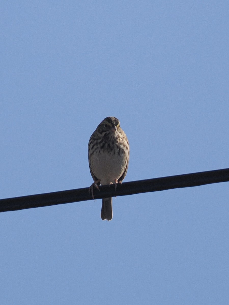 Savannah Sparrow - ML643741172