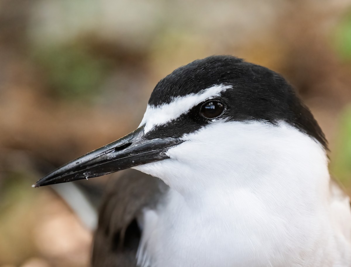 Bridled Tern - ML643741181