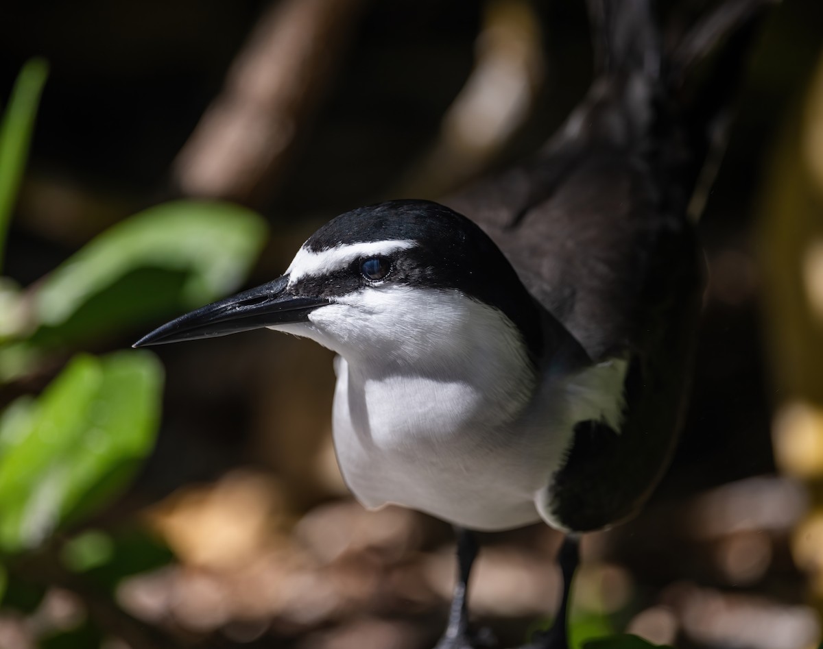 Bridled Tern - ML643741182