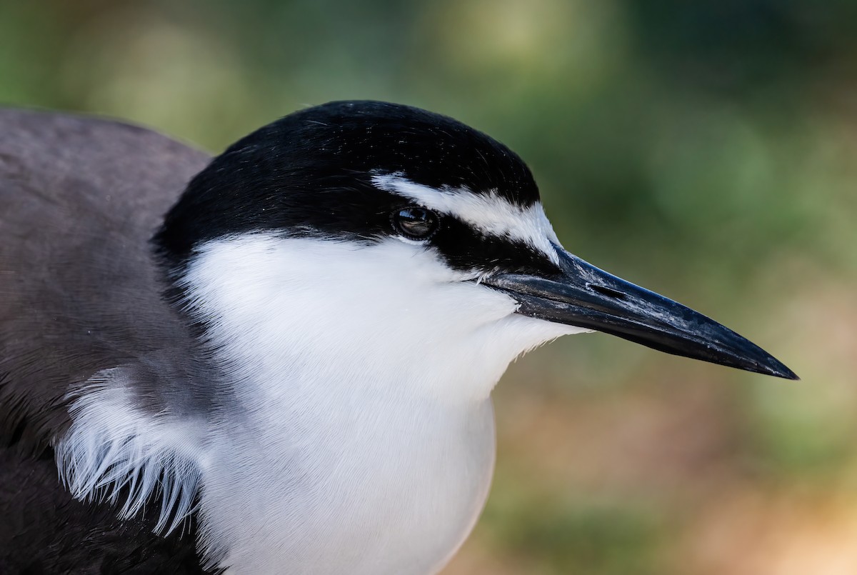 Bridled Tern - ML643741183