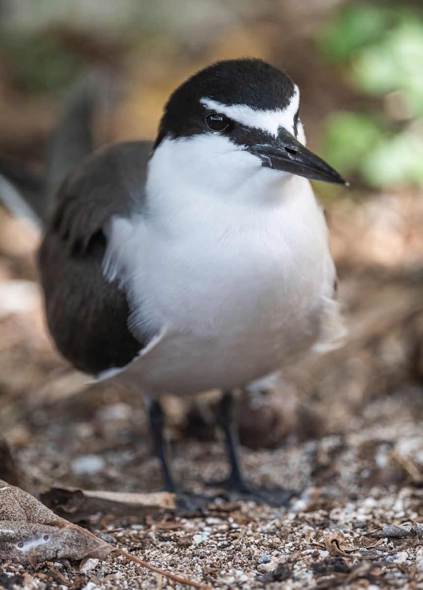 Bridled Tern - ML643741189