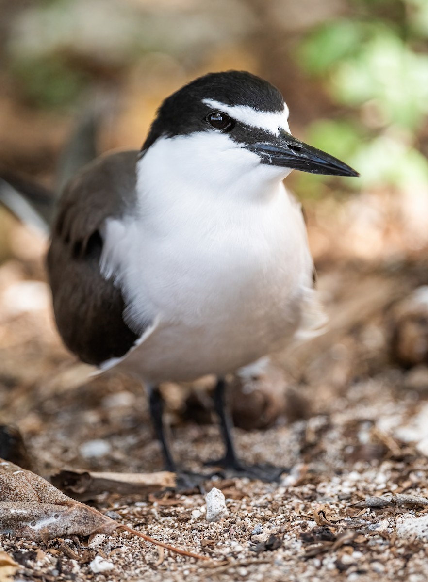 Bridled Tern - ML643741190