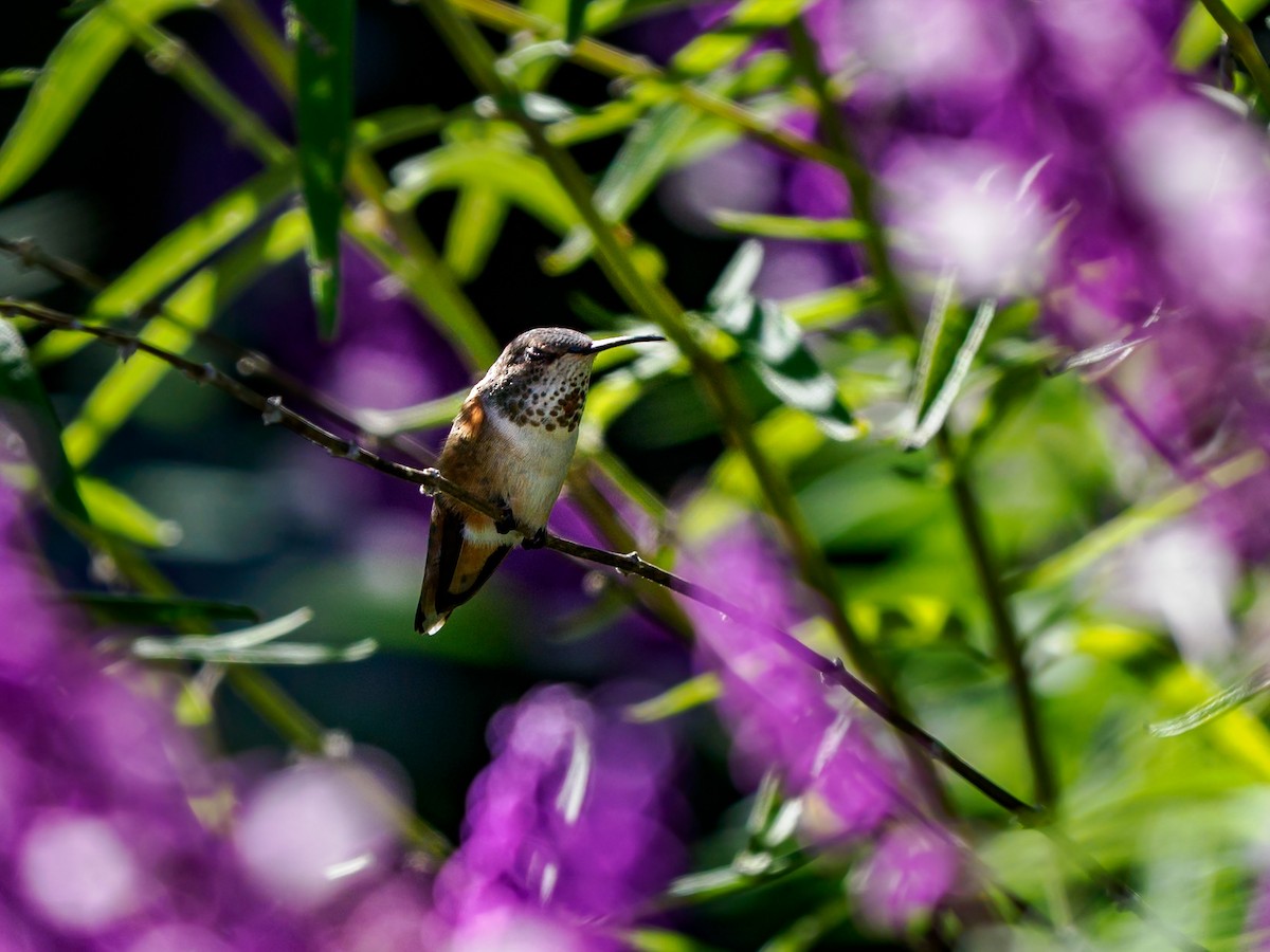 Allen's Hummingbird - ML643741213